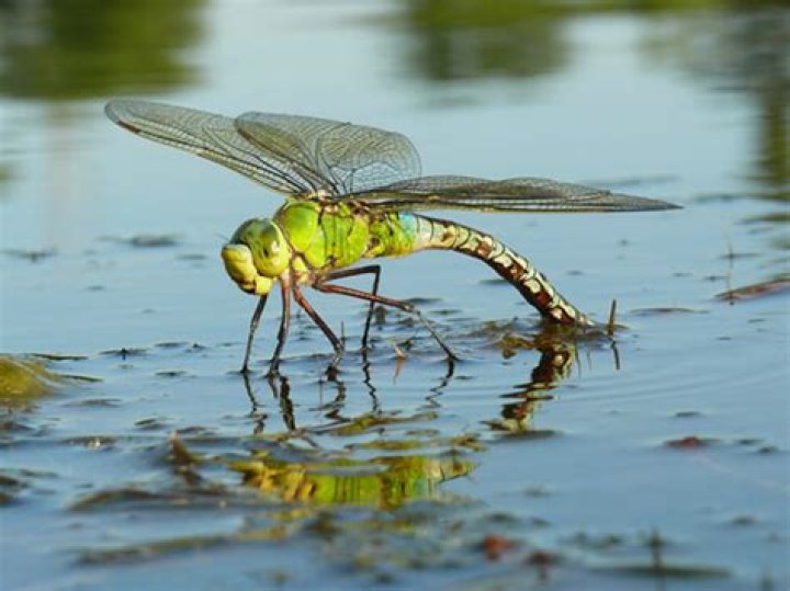 Why do dragonflies like ponds