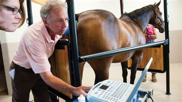Why do horse breeders use teasers
