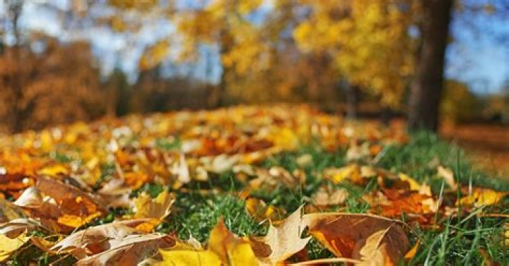 Why do leaves fall off trees in summer