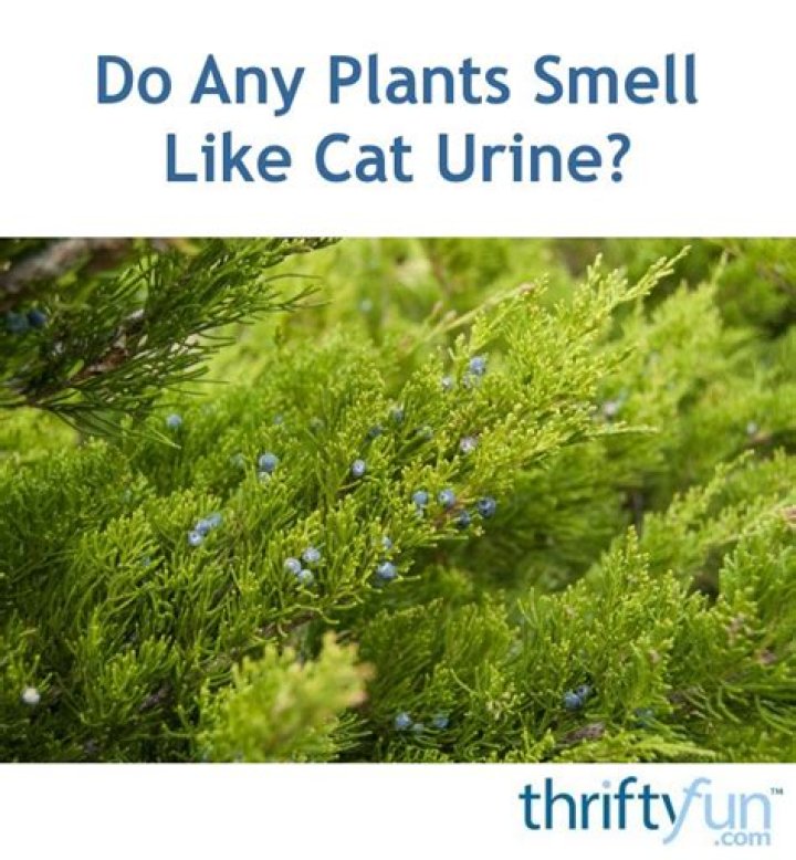 Why do my plants smell like urine