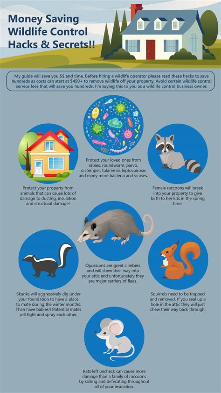 Why do raccoons dig up my flowers