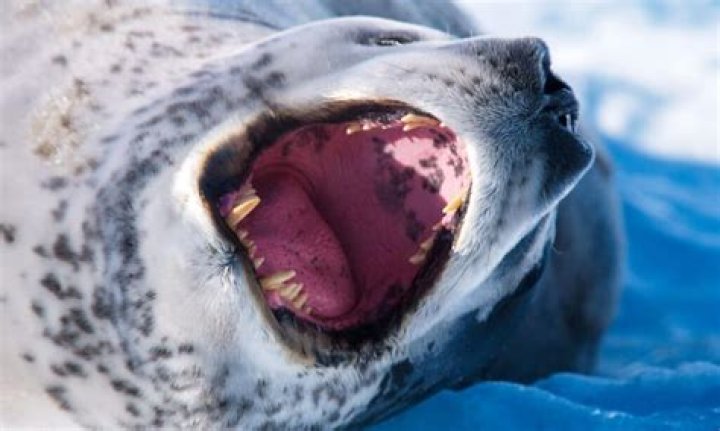 Why do seals tilt their head back