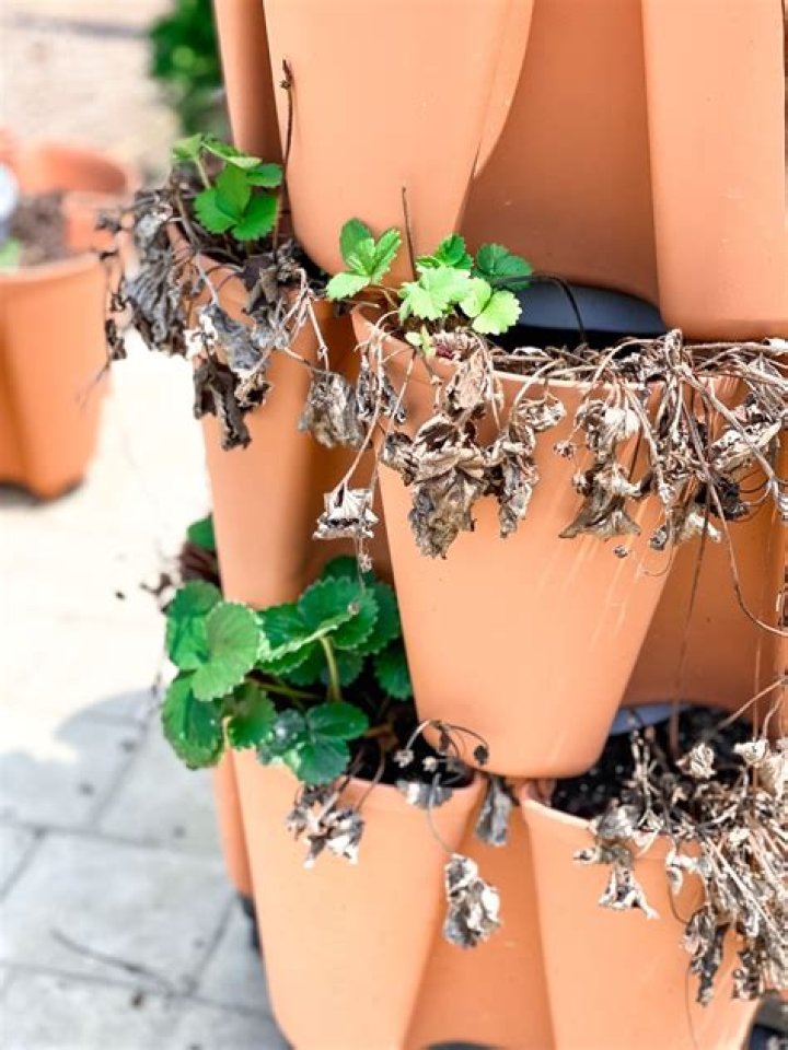 Why do strawberry pots have holes