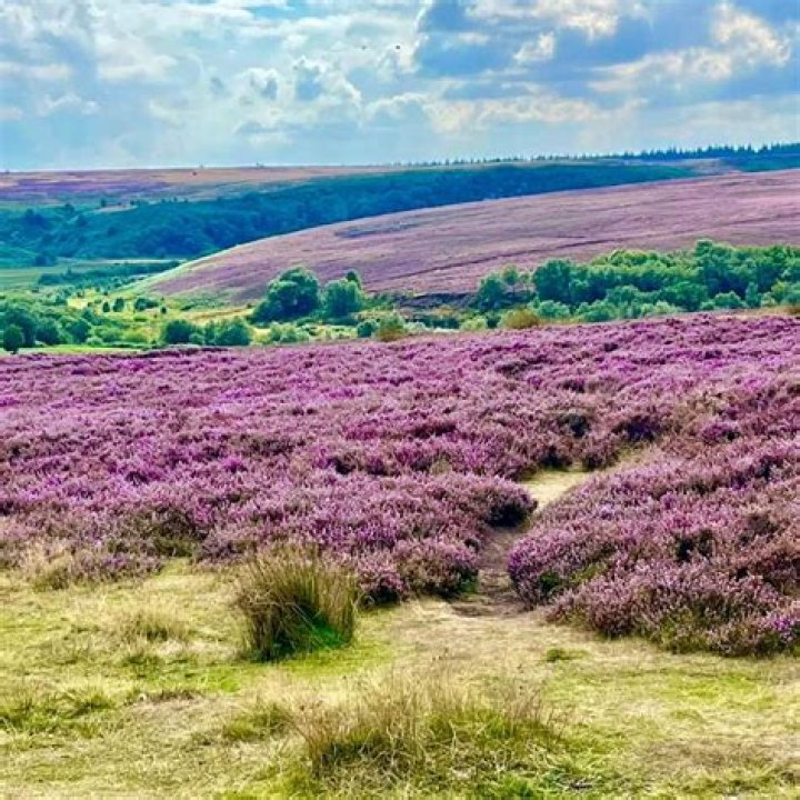 Why do they burn moorland heather