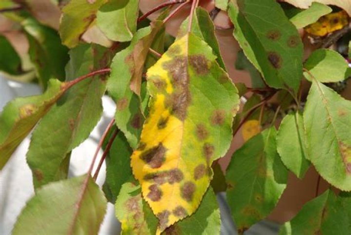 Why does my apple tree have orange spots on the leaves