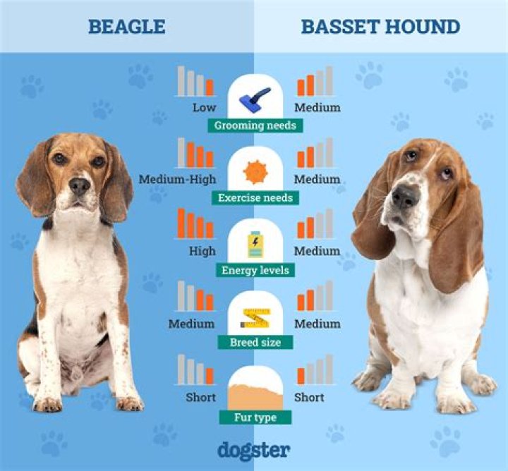 Why does my basset hound shed so much