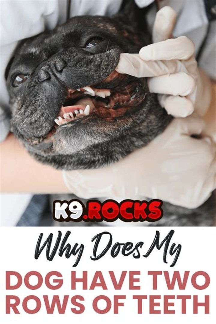 Why does my dog have double teeth