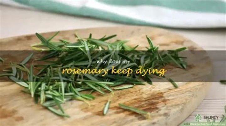 Why does my rosemary keep dying
