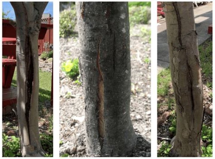 Why does my tree trunk look burnt