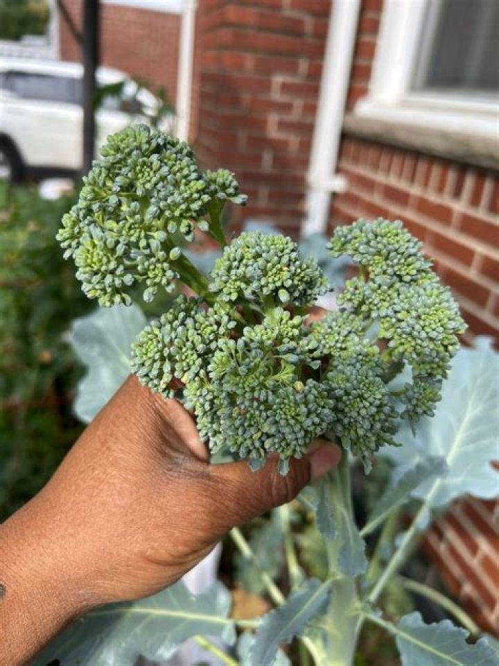 Why is my broccoli heads so small