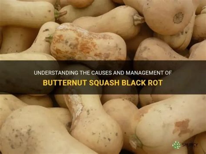 Why is my butternut squash splitting