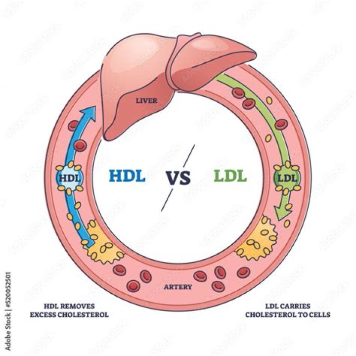 Why is my HDL good and my LDL bad