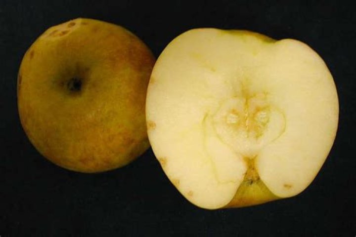 Why is my honeycrisp apple bitter