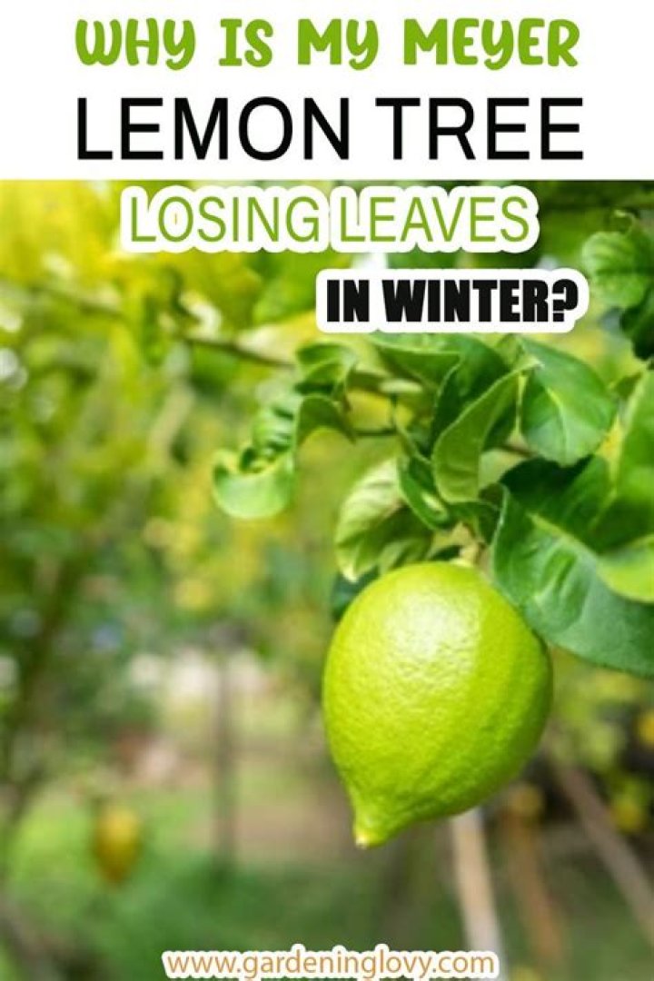 Why is my Meyer lemon not growing