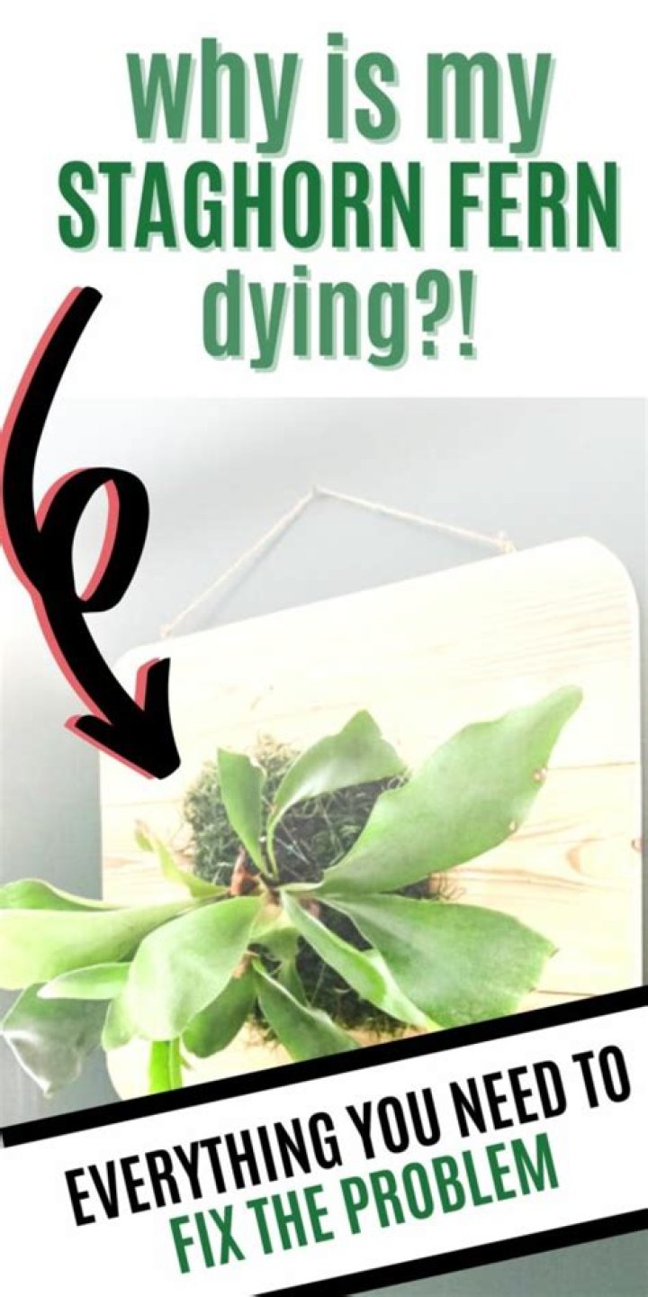 Why is my staghorn fern dying