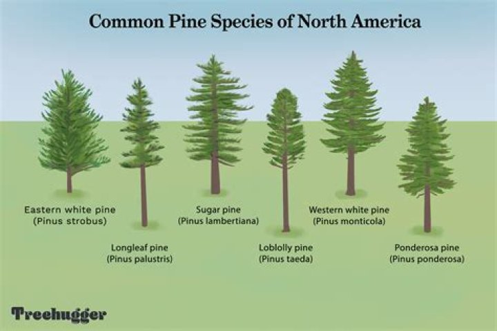 Why is the Pines called The Pines