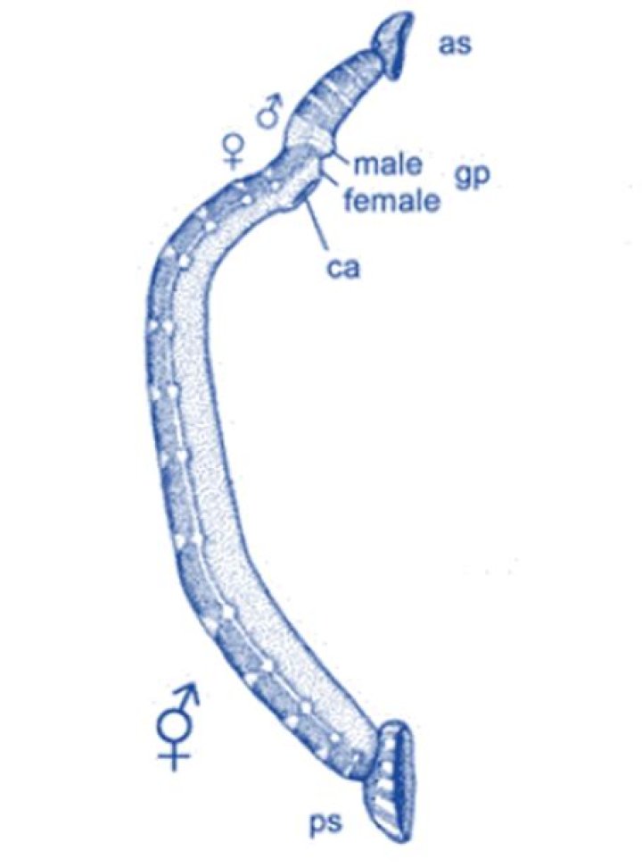 Why leech is called hermaphrodite