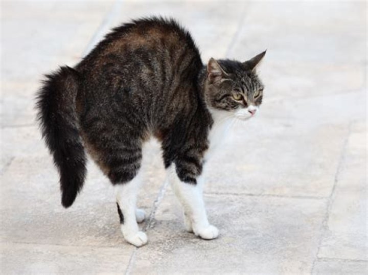 Will a frightened cat return home