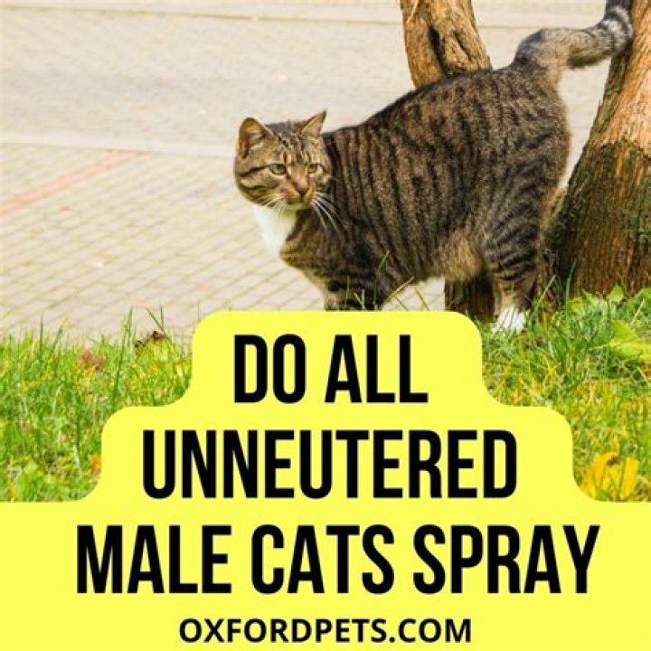Will an unneutered male cat spray