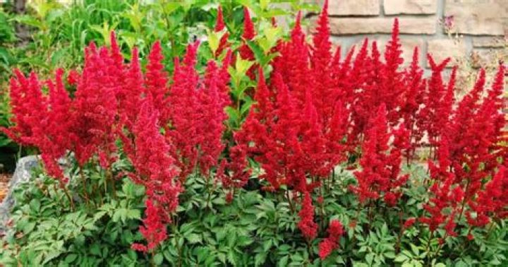 Will astilbe come back every year