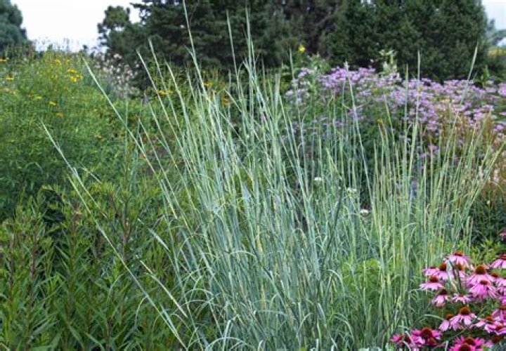 Will bluestem grass grow in shade
