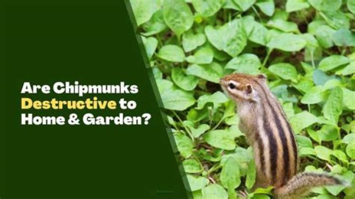 Will chipmunks destroy your house