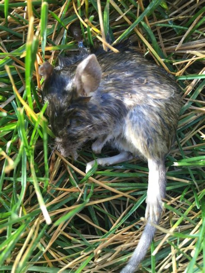 Will dead mice attract other mice