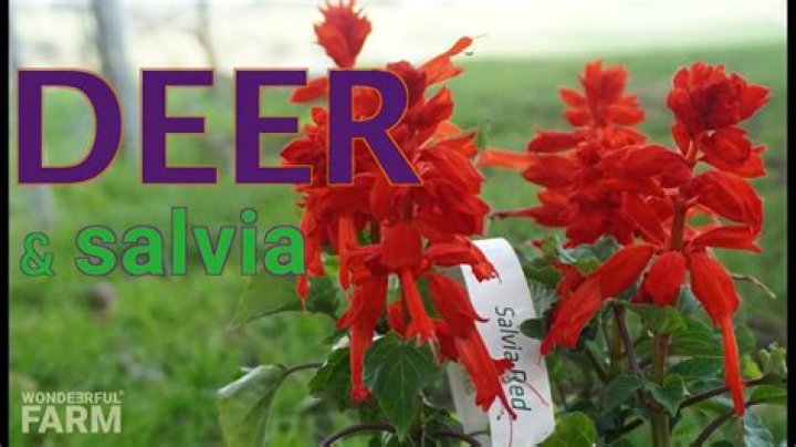 Will deer eat Salvia nemorosa
