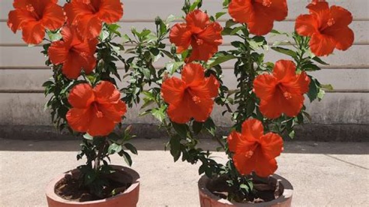 Will hibiscus do well in pots