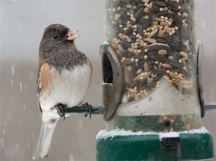 Will juncos eat from a feeder