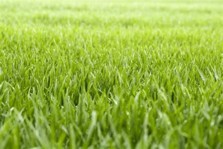 Will New grass fill in on its own