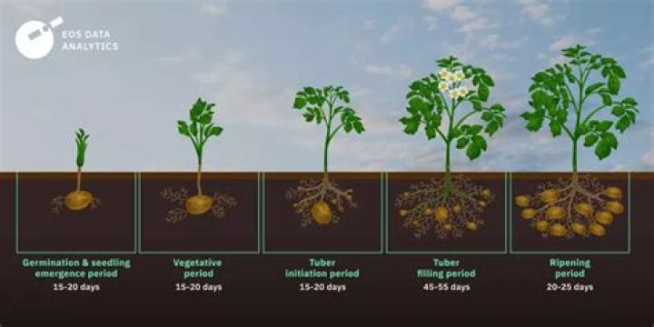 Will potatoes grow all year round