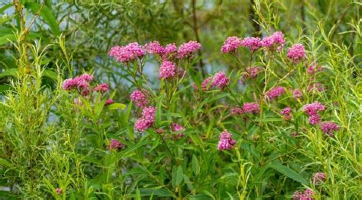 Will swamp milkweed grow in shade