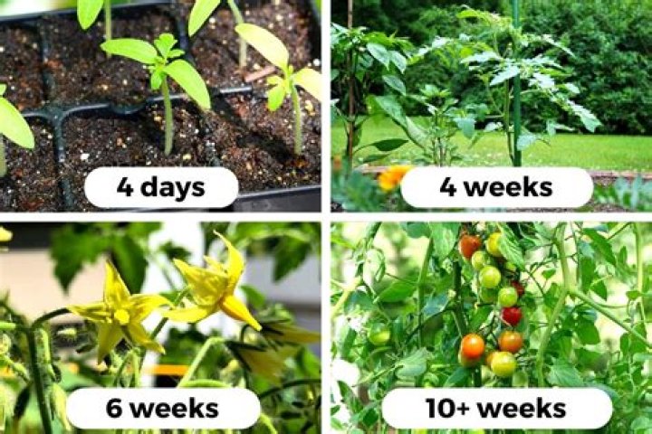 Will tomatoes grow in October