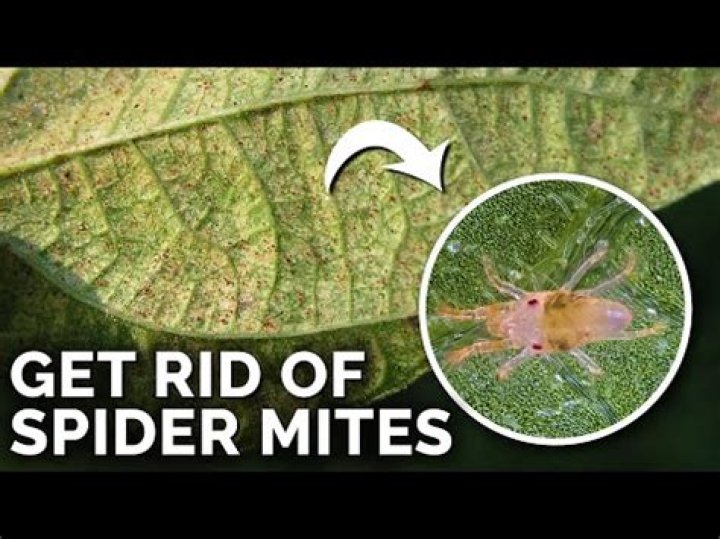 Will vinegar kill mites on plants