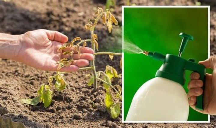 Will weed killer damage bulbs