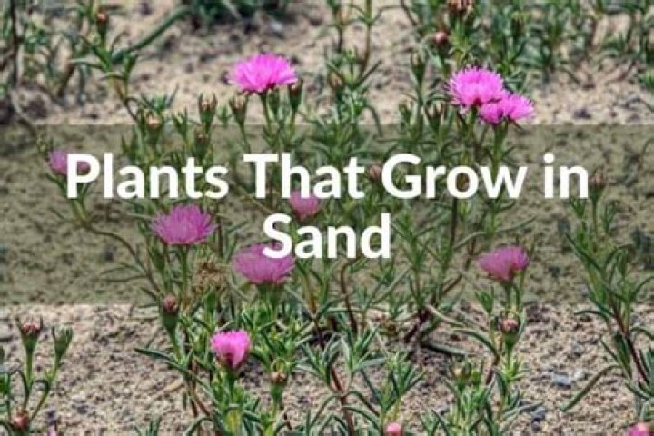 Will wildflowers grow in sand